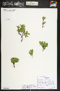 Vaccinium cespitosum image