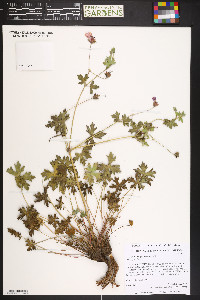 Geranium atropurpureum image