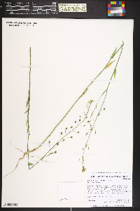 Camelina microcarpa image