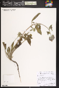 Phacelia heterophylla image