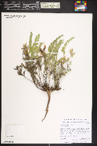 Astragalus parryi image