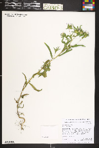 Collomia linearis image