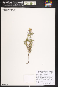 Oenothera coronopifolia image