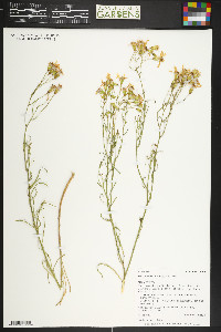 Senecio spartioides image