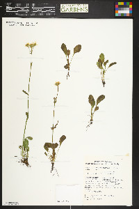 Packera dimorphophylla image