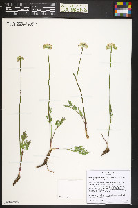 Pseudocymopterus montanus image