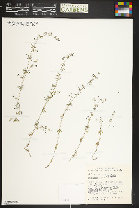 Galium trifidum subsp. subbiflorum image