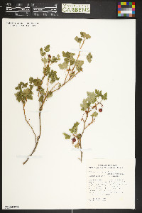 Ribes montigenum image