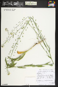 Camelina microcarpa image