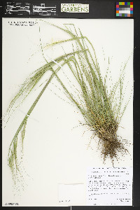 Hesperostipa comata image