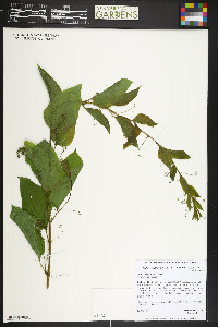 Smilax lasioneura image