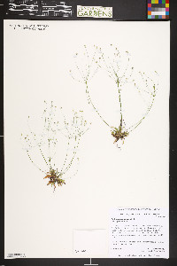 Androsace septentrionalis image