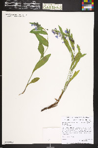 Mertensia ciliata var. ciliata image