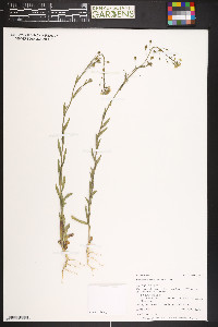 Camelina microcarpa image