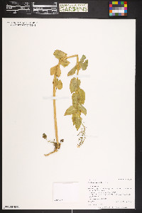 Cardamine cordifolia image