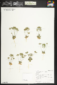 Draba cuneifolia var. cuneifolia image