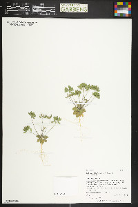 Draba cuneifolia image