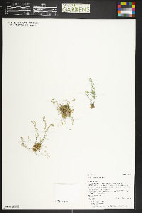 Draba crassifolia image