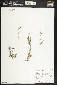 Draba aurea image