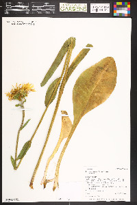 Pyrrocoma crocea var. crocea image