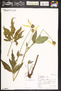 Rudbeckia laciniata var. ampla image