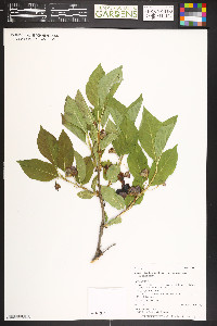 Lonicera involucrata var. involucrata image