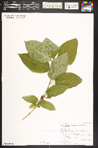 Lonicera involucrata image