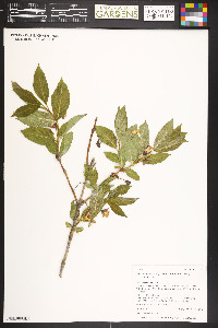 Lonicera involucrata image