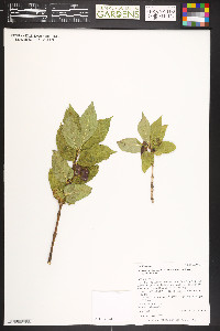 Lonicera involucrata image