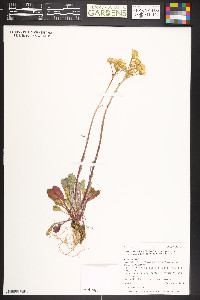 Packera neomexicana var. mutabilis image