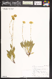 Platyschkuhria integrifolia image