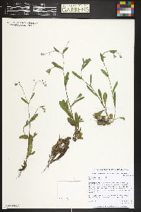 Myosotis arvensis image