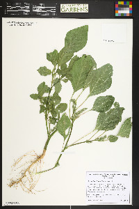 Amaranthus albus image