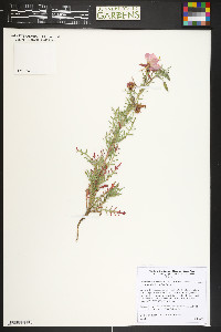 Oenothera coronopifolia image