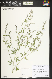 Pediomelum tenuiflorum image