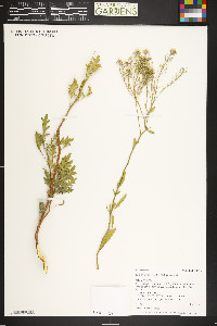 Lepidium huberi image