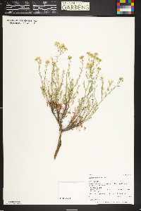 Lepidium montanum image