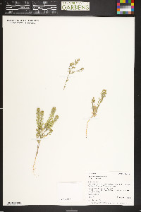 Lepidium lasiocarpum image