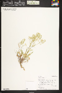 Lepidium montanum image