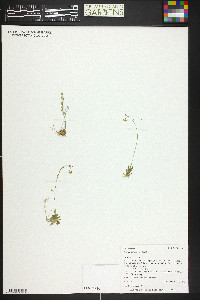 Draba fladnizensis image