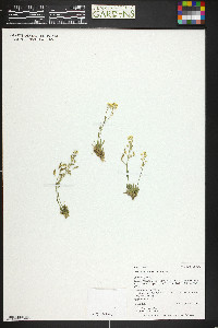 Draba streptobrachia image