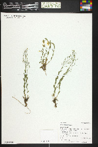 Draba spectabilis image