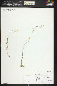 Draba spectabilis image