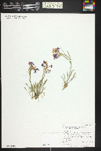 Erysimum capitatum var. purshii image