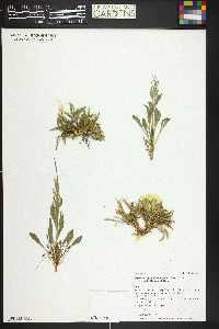 Erysimum capitatum var. purshii image