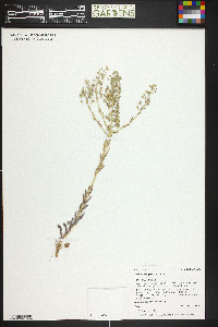 Lepidium campestre image