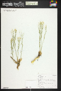 Lepidium alyssoides image