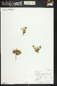 Draba graminea image