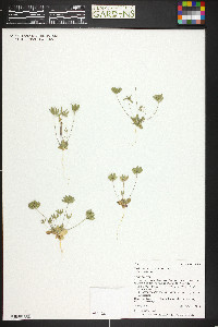 Draba cuneifolia image