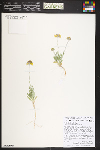 Gaillardia pinnatifida image